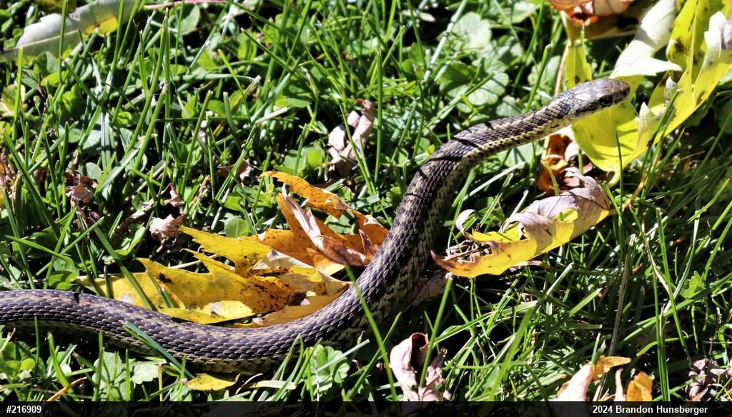 Eastern Gartersnake
