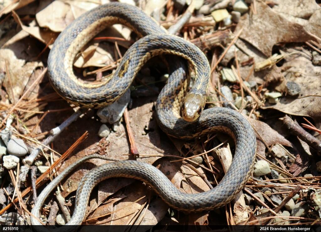 Eastern Gartersnake