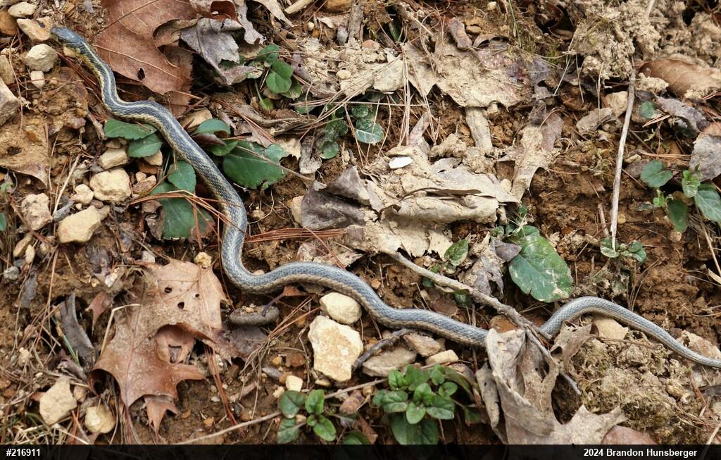 Eastern Gartersnake