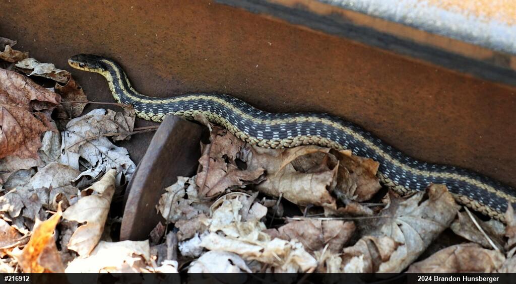 Eastern Gartersnake