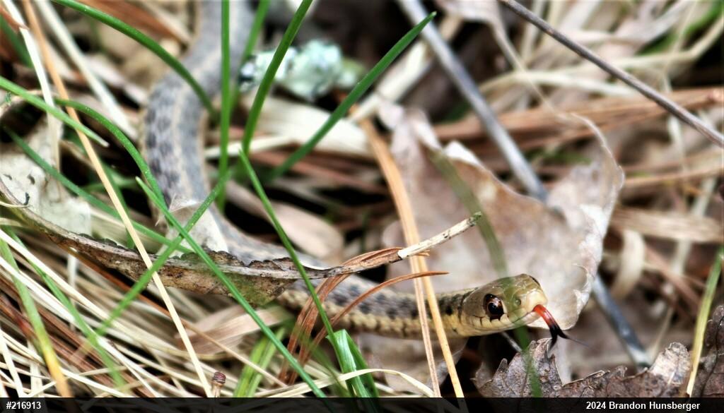 Eastern Gartersnake