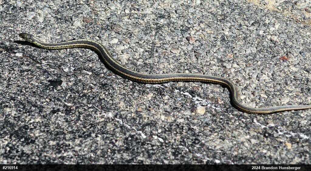 Eastern Gartersnake