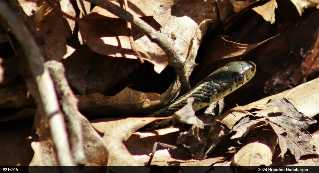 Eastern Gartersnake
