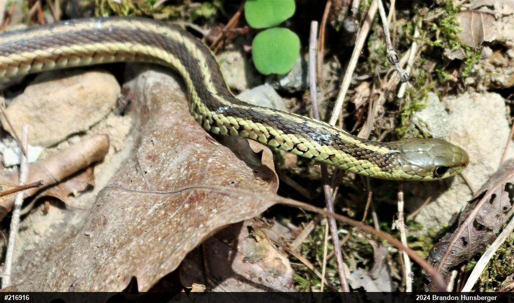 Eastern Gartersnake
