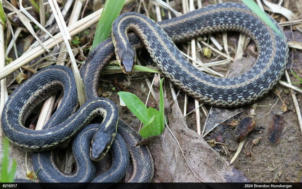 Eastern Gartersnake