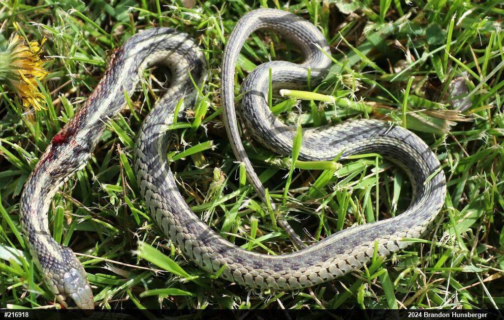 Eastern Gartersnake