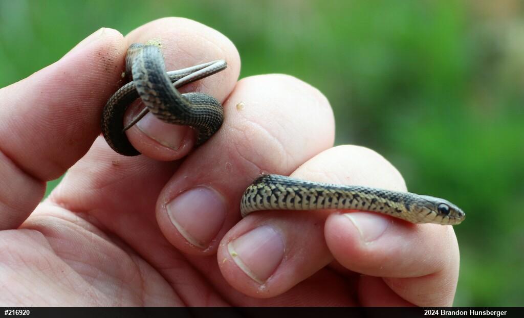 Eastern Gartersnake