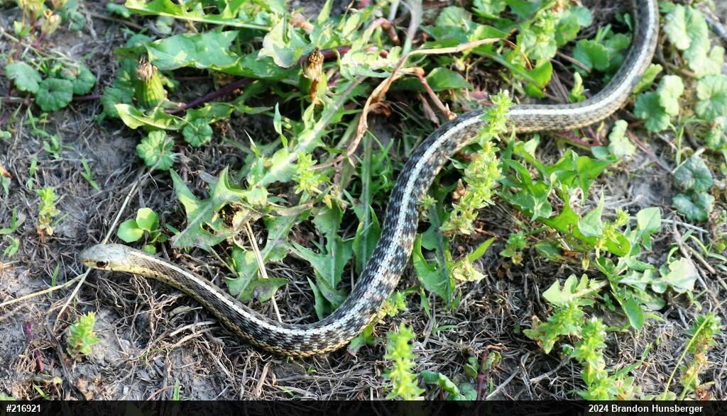 Eastern Gartersnake