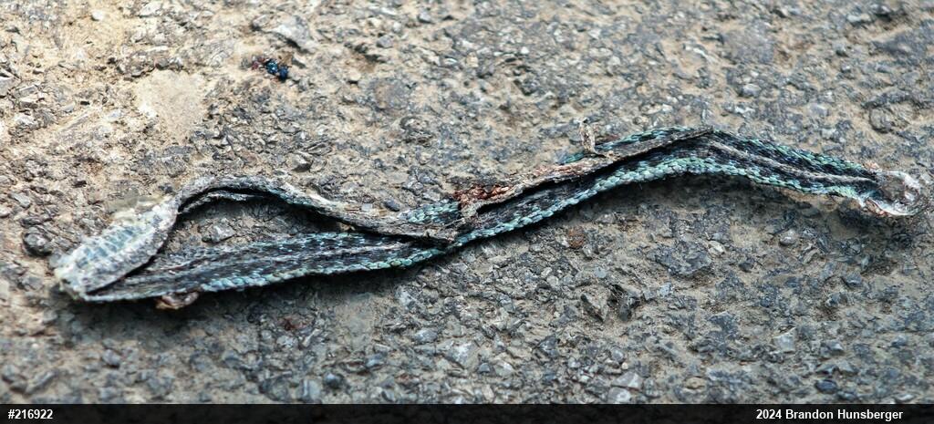Eastern Gartersnake