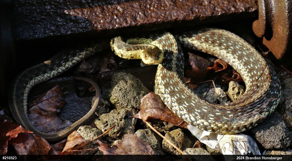Eastern Gartersnake