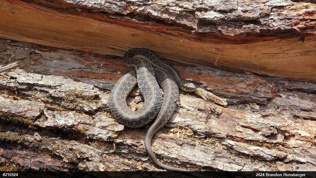 Eastern Gartersnake