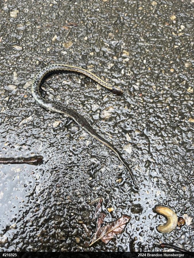 Eastern Gartersnake
