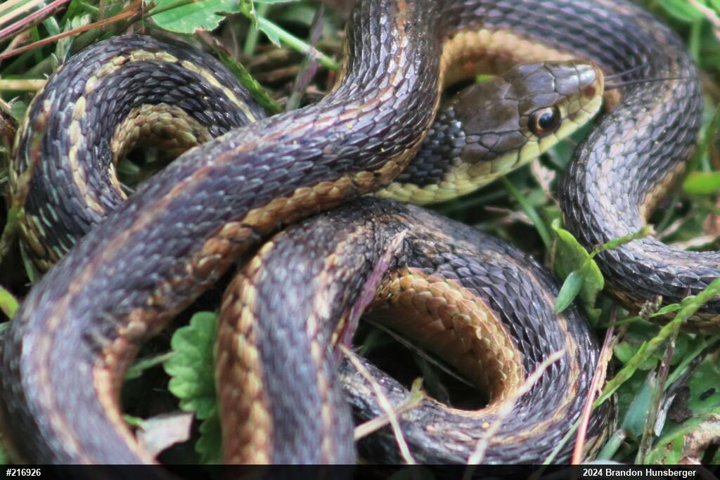 Eastern Gartersnake
