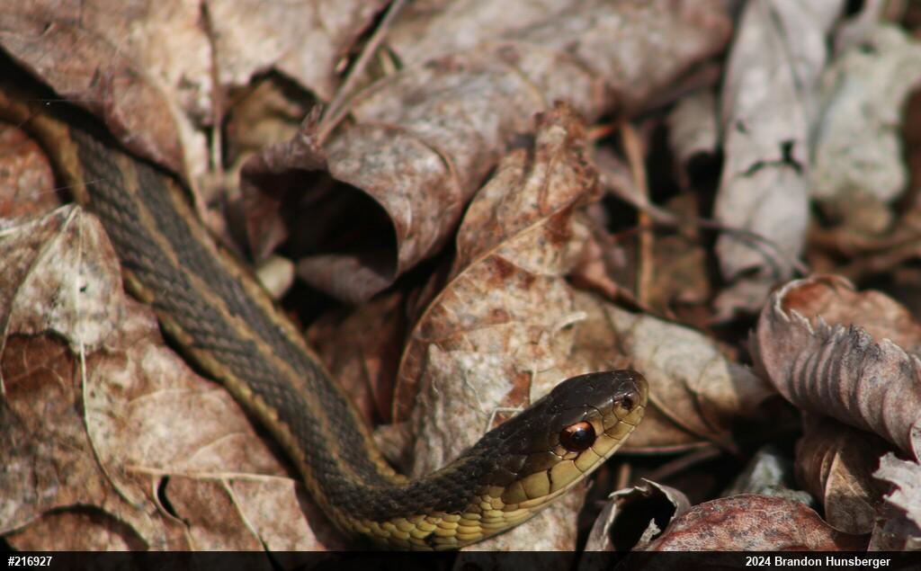 Eastern Gartersnake