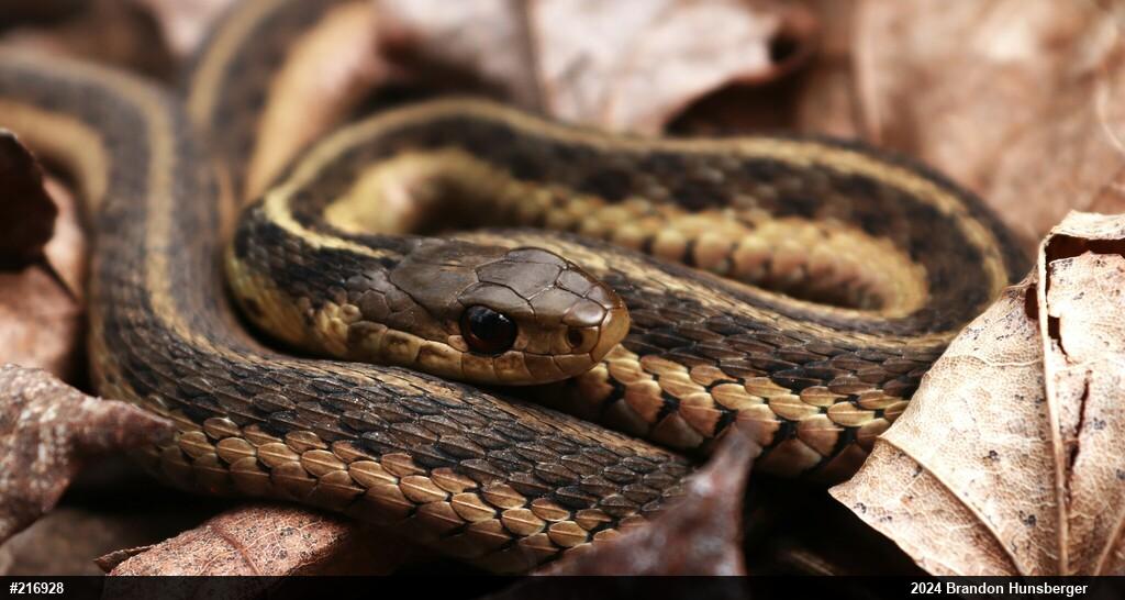 Eastern Gartersnake