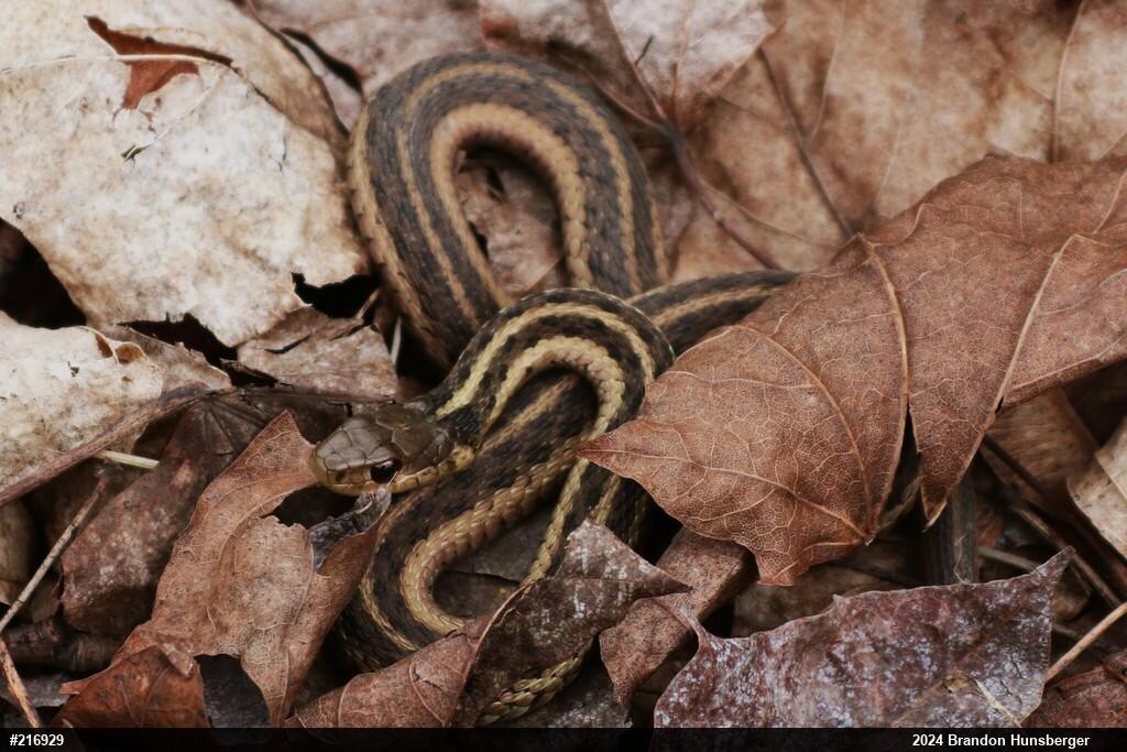 Eastern Gartersnake