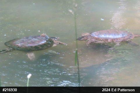 Snapping Turtle