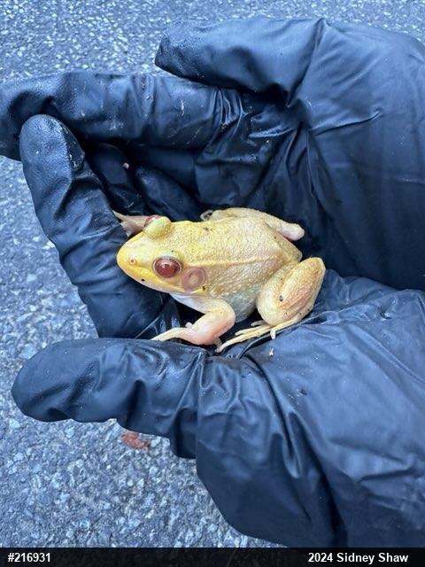 Green Frog
