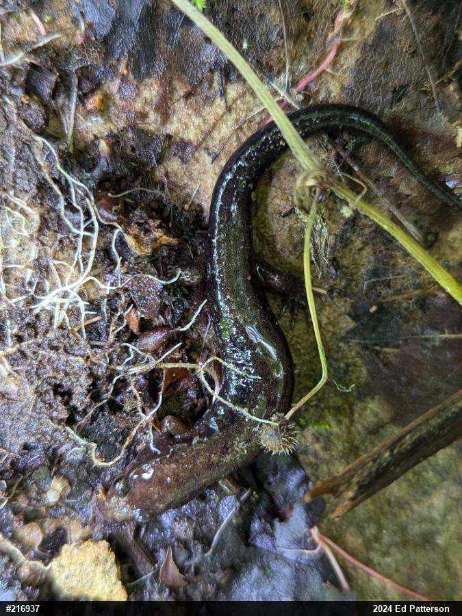 Allegheny Mountain Dusky Salamander