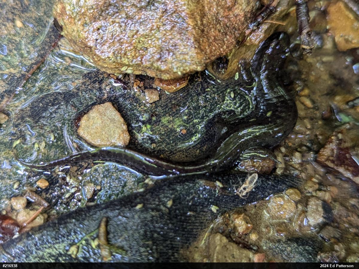 Northern Dusky Salamander