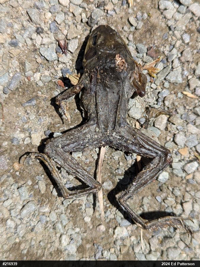 Green Frog