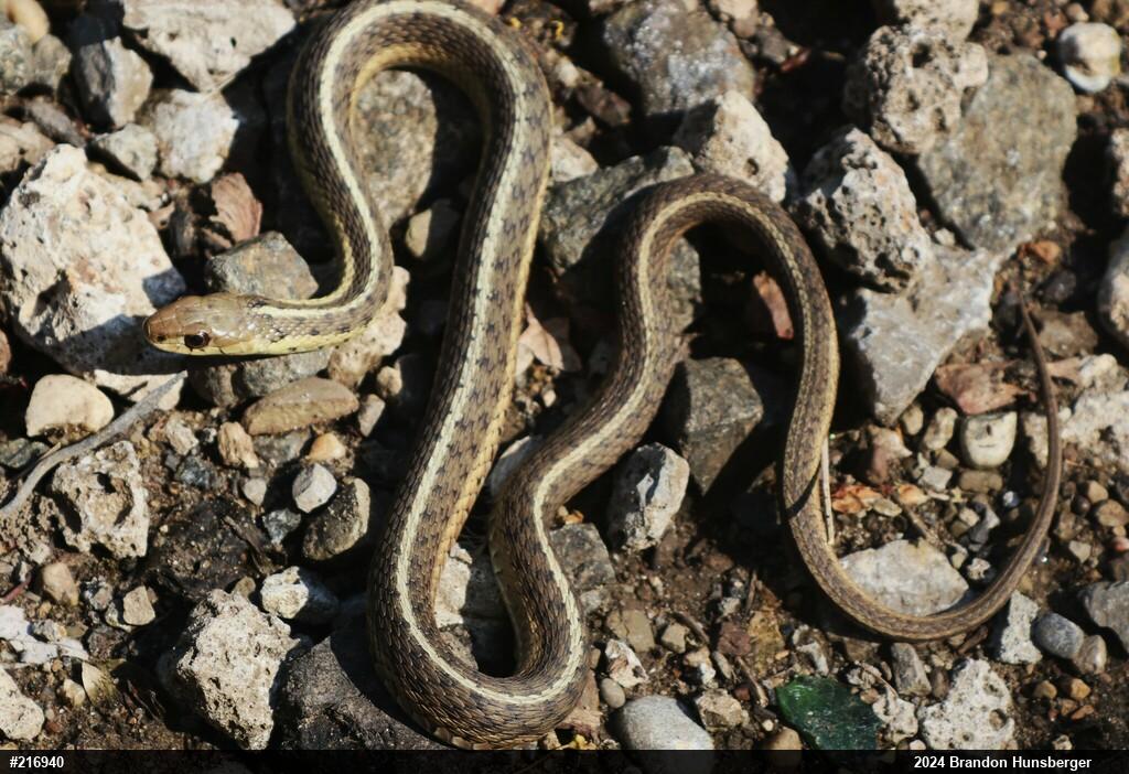 Eastern Gartersnake
