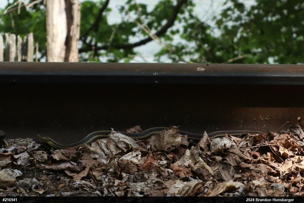 Eastern Gartersnake