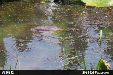 Eastern Spiny Softshell