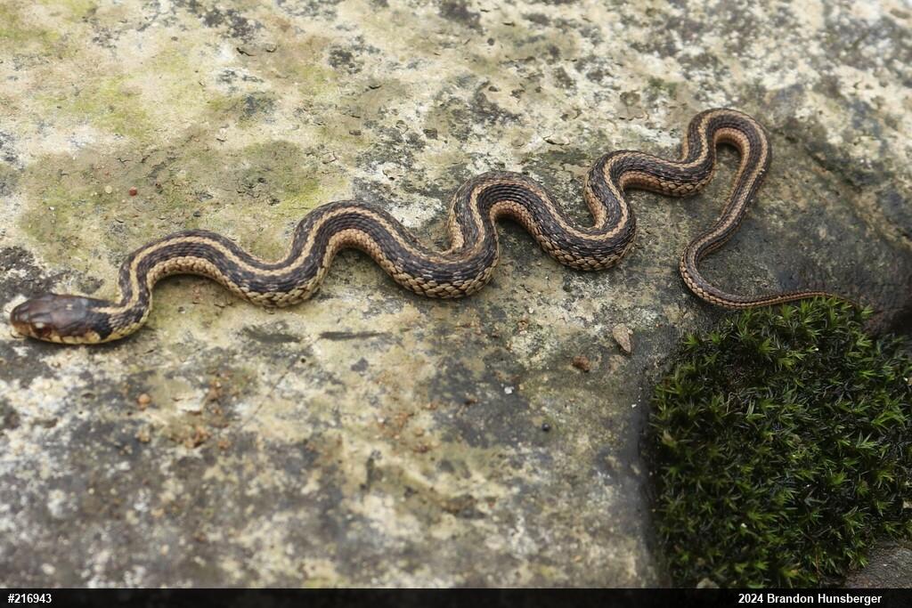 Eastern Gartersnake