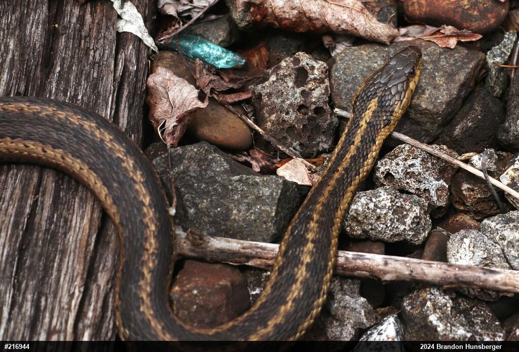Eastern Gartersnake