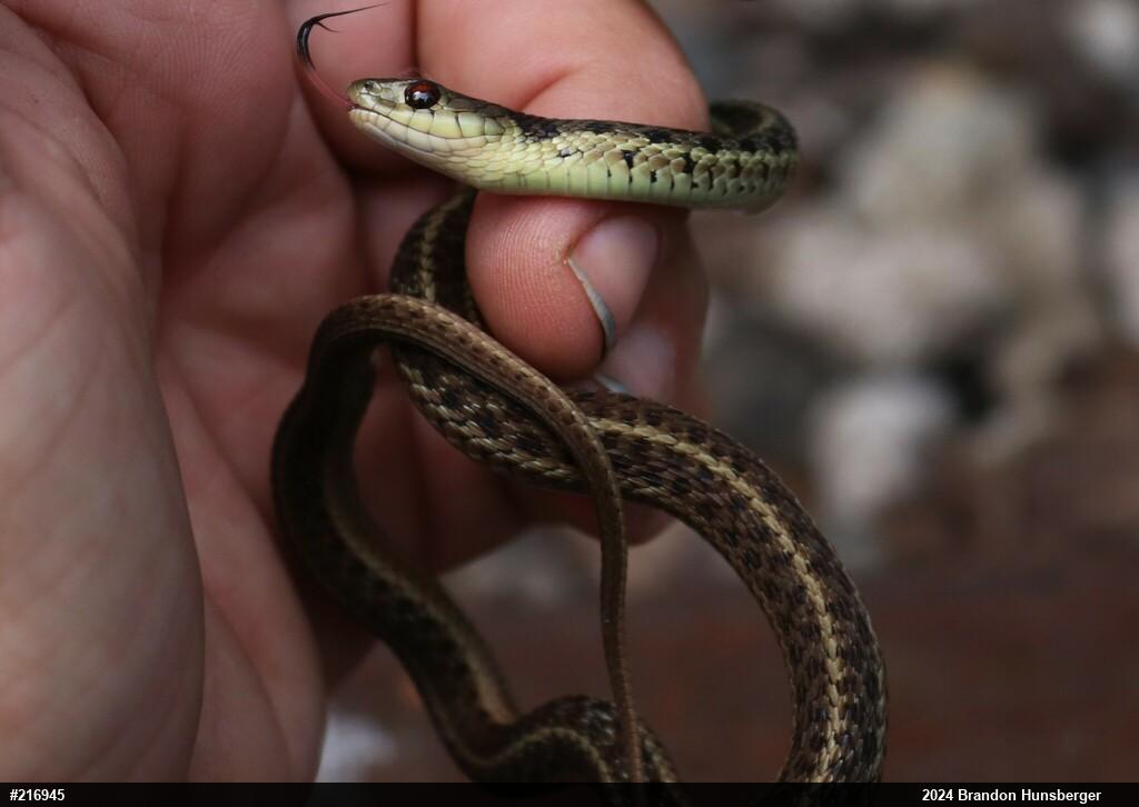Eastern Gartersnake