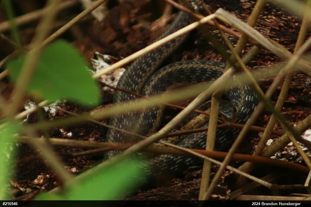 Eastern Gartersnake