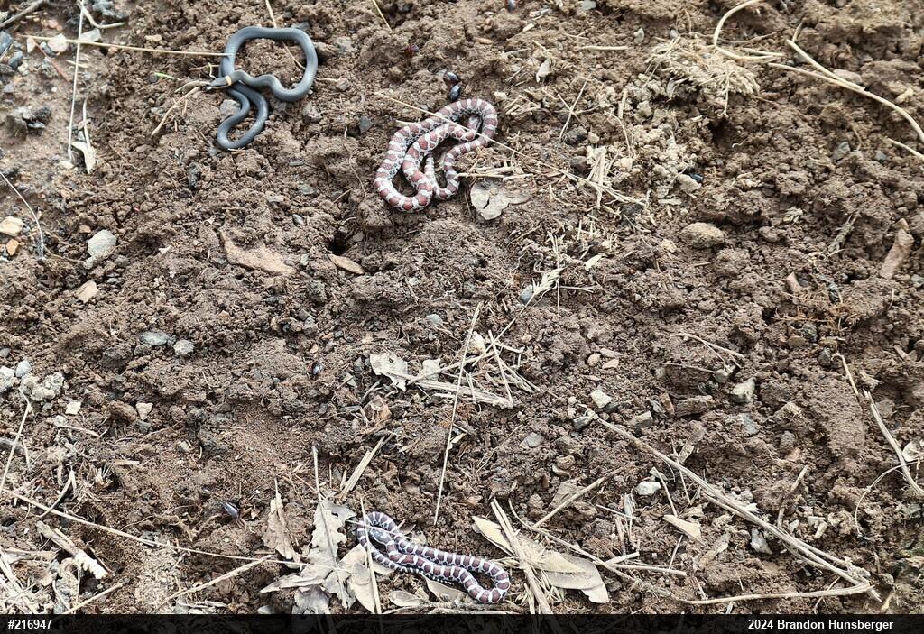 Northern Ring-necked Snake