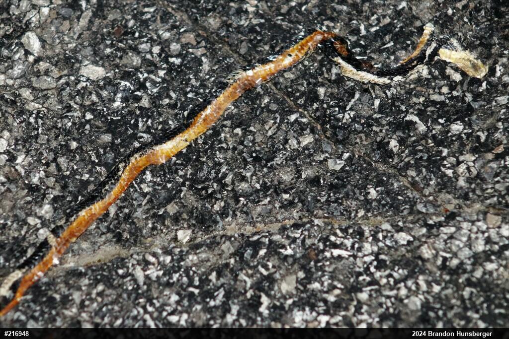 Northern Ring-necked Snake
