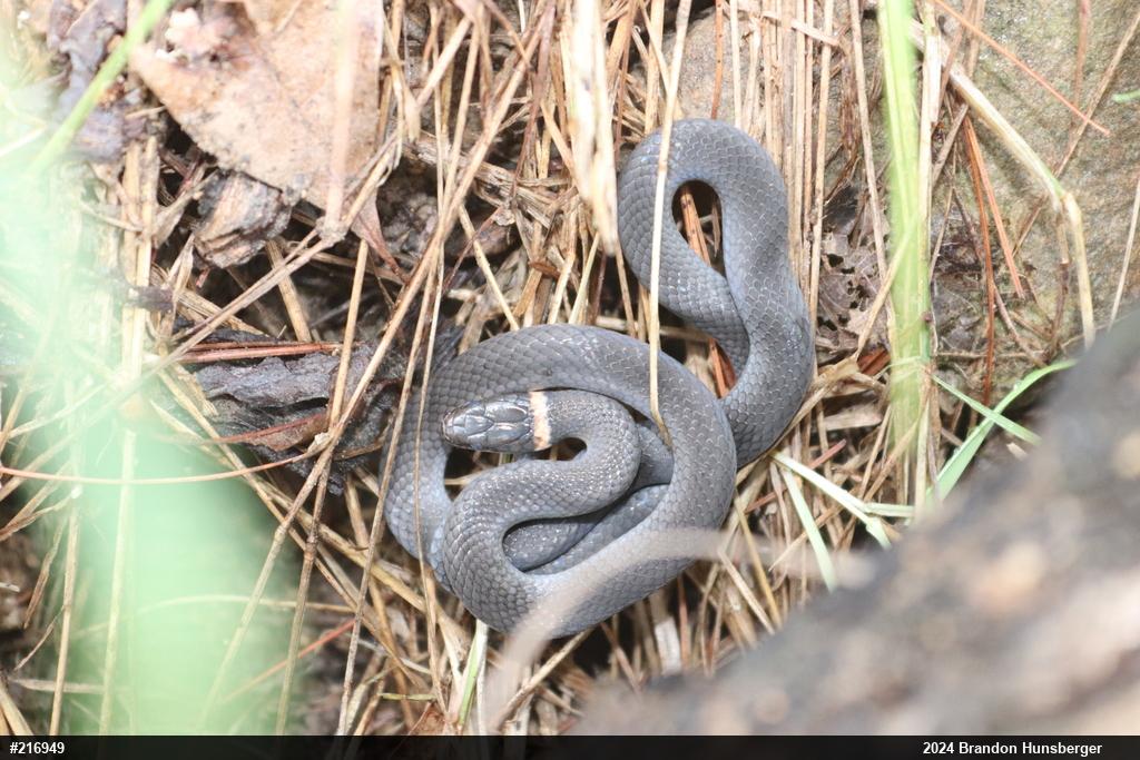 Northern Ring-necked Snake
