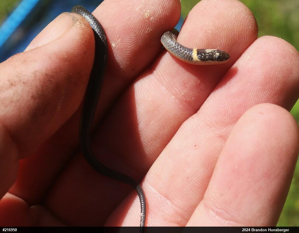 Northern Ring-necked Snake