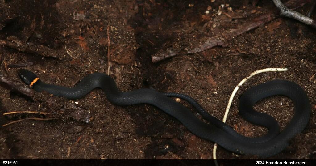 Northern Ring-necked Snake