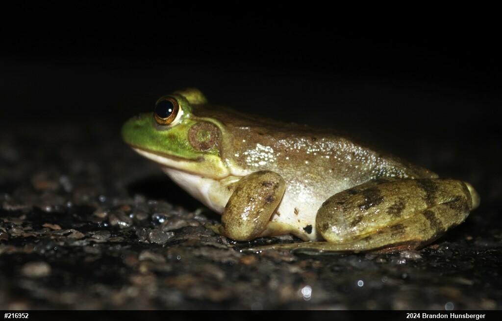 American Bullfrog