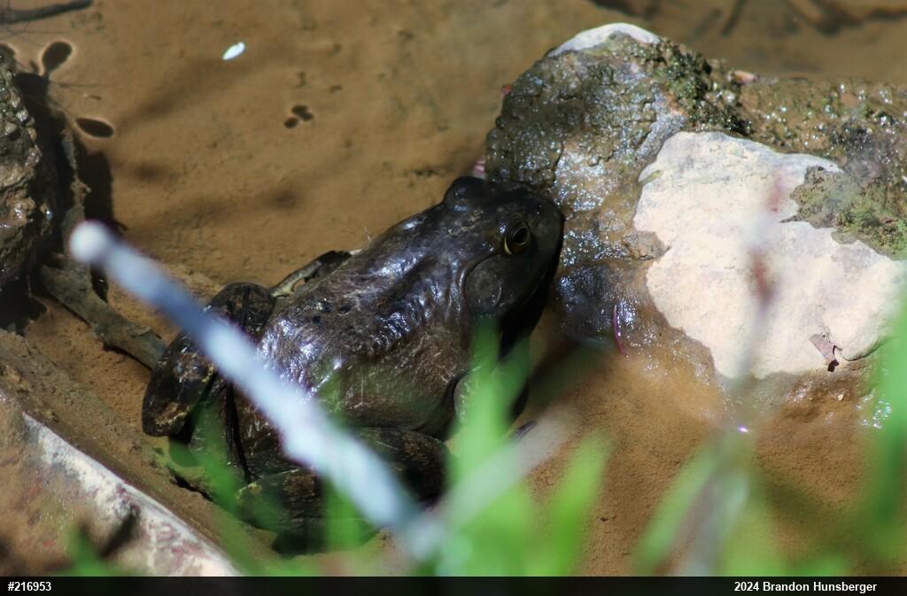 American Bullfrog