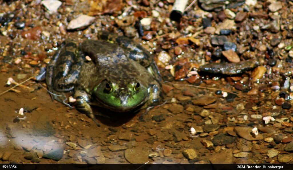 American Bullfrog