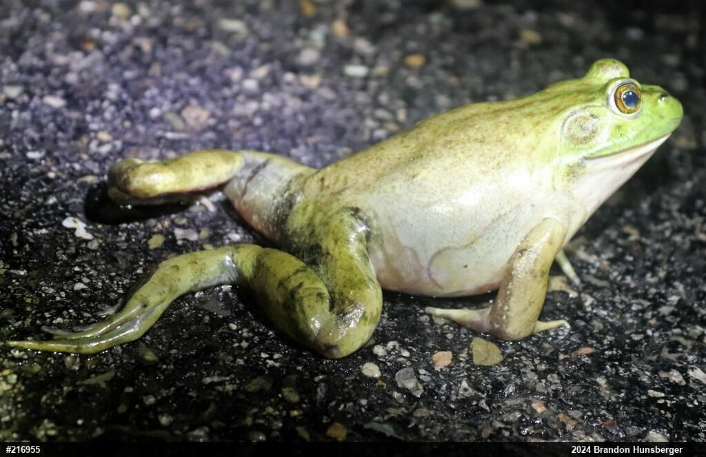 American Bullfrog