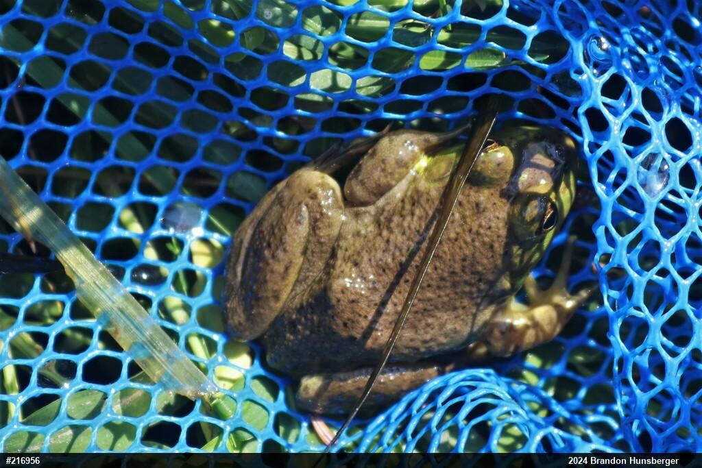 American Bullfrog
