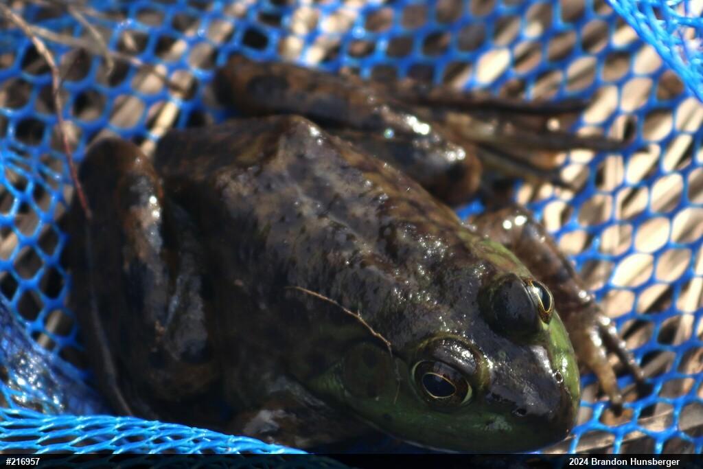 American Bullfrog