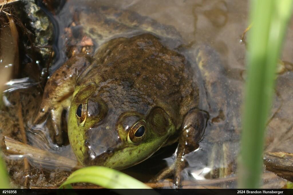 American Bullfrog