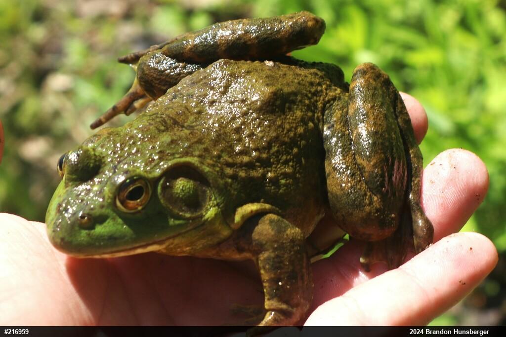 American Bullfrog