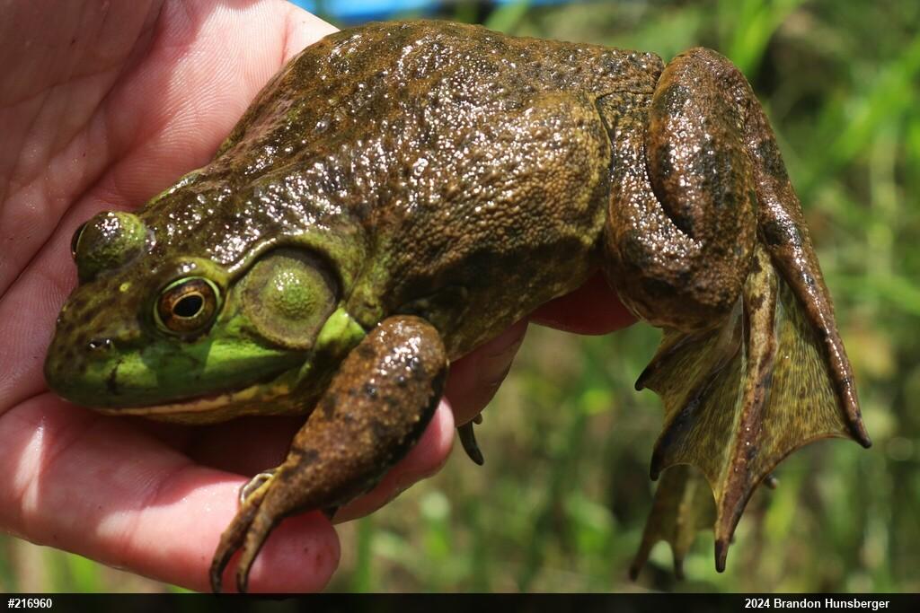 American Bullfrog