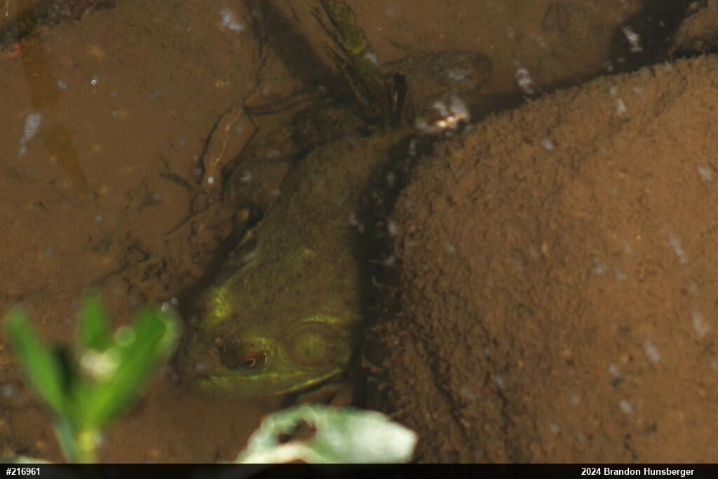 American Bullfrog