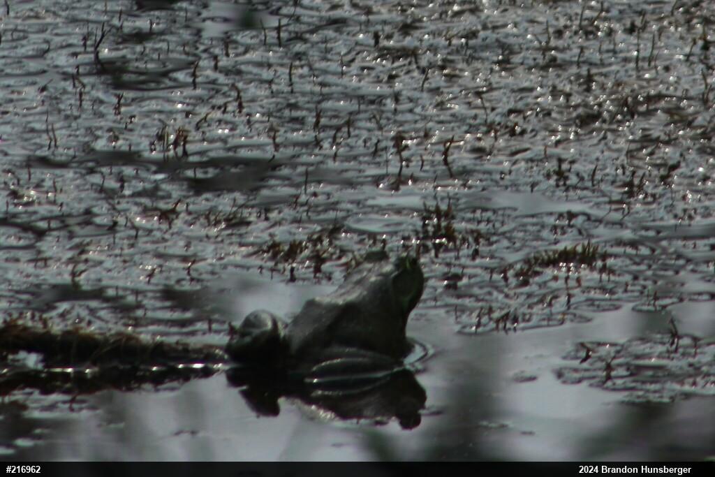 American Bullfrog