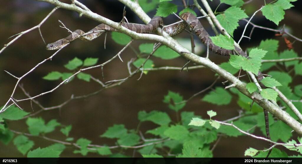 Northern Watersnake