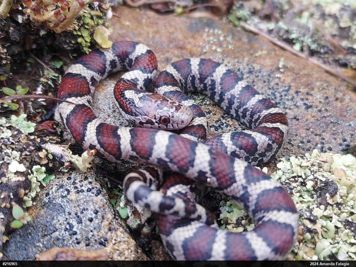 Eastern Milksnake